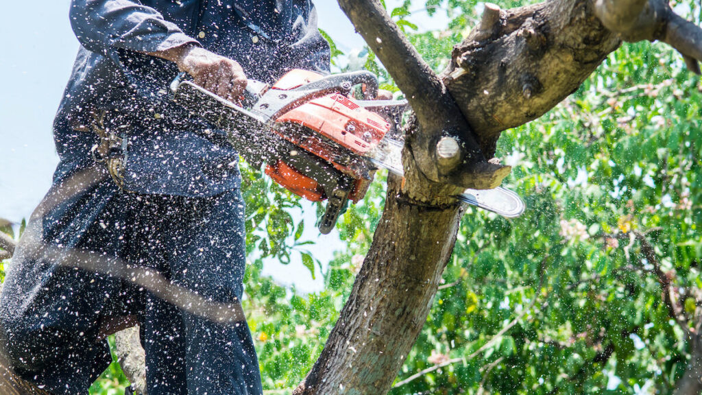 Tree Removal service in Texas