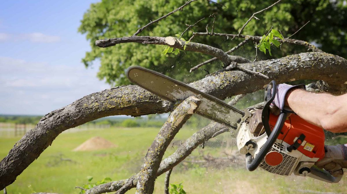 Tree Removal Services in all cities of Texas