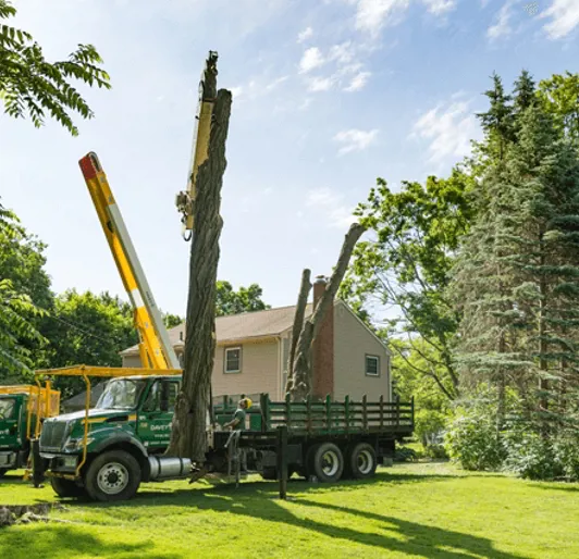 Tree Removal in Texas